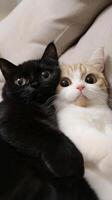 Two adorable cats cuddling together on a soft surface photo