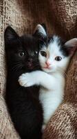 Two adorable kittens snuggling together in a cozy blanket photo