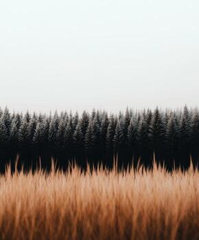 Golden grass contrasts with dark evergreen forest on a foggy day photo