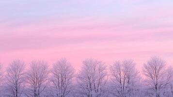 Frost-covered trees silhouetted against a pastel winter sunrise photo