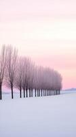 Winter sunset over a row of bare trees in snowy landscape photo
