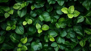 Green Vibrant Foliage Backdrop Showcasing Nature Conservation and Sustainability photo