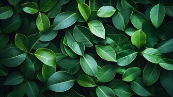 Lush Green Foliage Backdrop for Nature Conservation Concept photo
