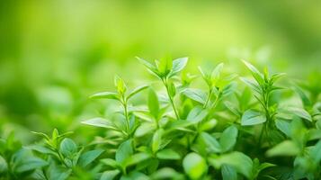 Lush Green Foliage in a Healthy,Sustainable Natural Environment photo