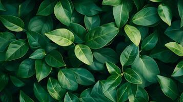 Vibrant Green Foliage Backdrop for Nature Conservation and Environmental Protection photo