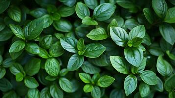 Verdant green foliage background for nature conservation and environmental protection photo
