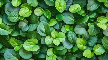 Lush Green Foliage Backdrop for Nature Conservation and Eco-Friendly Concepts photo