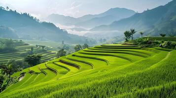 Lush green rice terraces sprawling across a dramatic mountain landscape,creating a picturesque and serene natural scene in a remote,rural area. photo