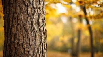 Close up of a tree trunk in the autumn forest photo