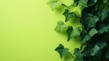 Green ivy leaves climbing on a bright green wall creating a lively and refreshing atmosphere photo