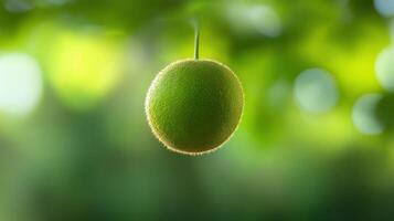 Fresh green fruit hanging from a branch in a lush garden on a bright sunny day photo