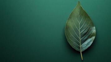 Detailed close-up of a single green leaf resting on a dark green background, highlighting its texture and shape photo