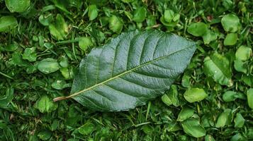 Leaf resting on lush green grass in a serene outdoor setting captured during daylight hours photo