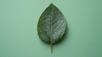 Close up of a vibrant green leaf on a soft green background highlighting its natural texture and details of veins photo