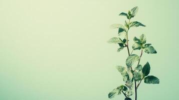 Fresh mint plant growing against a soft green background in natural light photo