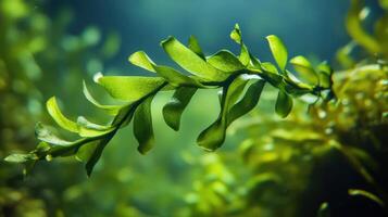 Vibrant green underwater seaweed flourishing in a tranquil aquatic environment photo