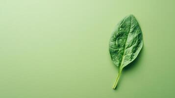 Fresh green spinach leaf placed on a subtle green background showcasing its texture and color details in natural light photo