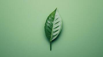 Fresh green leaf on a solid green background highlighting natural textures and patterns photo