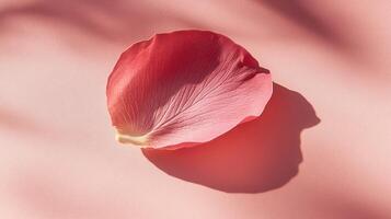 Delicate pink rose petal resting on a soft pink background highlighting its texture and shadow photo