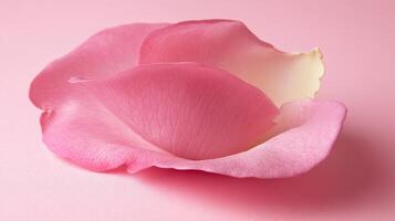 Delicate pink rose petal resting on a soft pink background showcasing natural beauty and elegance photo