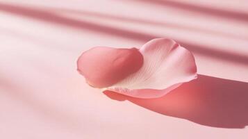 Soft pink rose petals resting on a delicate surface with gentle shadows creating a serene atmosphere photo