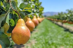 Ripe pears hanging from branch in orchard, ready for harvest photo
