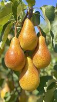 Ripe pears hanging from branch on a sunny day photo