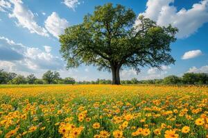 Large oak tree growing in field of yellow flowers under blue sky photo