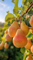 Ripe pears hanging from branch photo