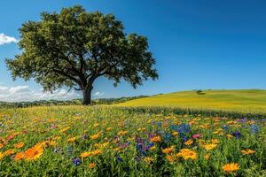 Large oak tree growing in field of yellow flowers under blue sky. photo