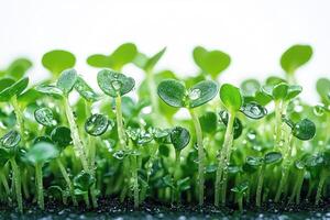 Microgreens growing with water droplets new life sprouting. photo