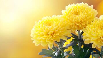 Bright Yellow Chrysanthemum Flowers on Soft Yellow Background photo