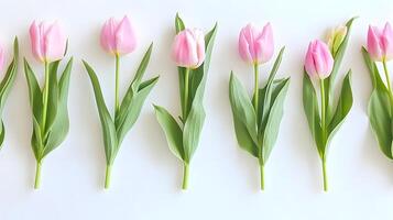 Beautiful Pink Tulips Arranged Elegantly on White Background photo