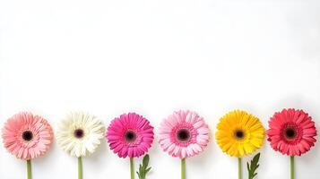 Vibrant Gerbera Daisies in a Row on a White Background photo