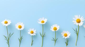 Fresh Daisies Displayed on Soft Blue Background in a Row photo