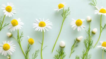Fresh Daisies and Green Sprigs on a Soft Mint Background photo