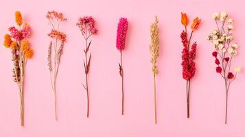Bright Decorative Dried Flowers on Pink Background for Aesthetic Display photo