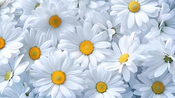 Fresh White Daisies with Yellow Centers Blossoming in Spring Sunshine photo
