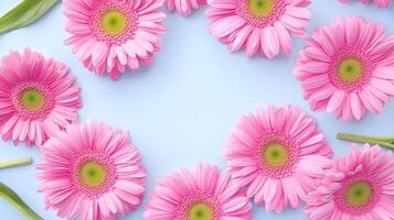 Vibrant Pink Gerbera Daisies Arranged in a Circular Pattern photo