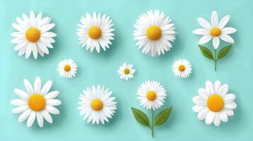 White Daisies on a Light Blue Background for Floral Design photo