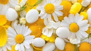 Bright and Cheerful Floral Arrangement with White and Yellow Flowers photo