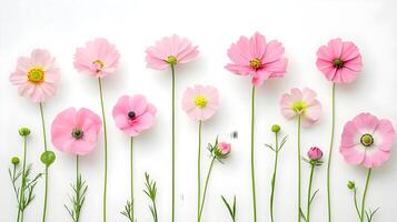 Delicate Pink Flowers Arrangement on White Background for Spring Themes photo