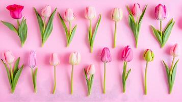 Colorful Tulips on Pink Background Arrangement for Spring Decor photo