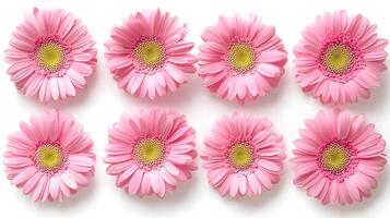Beautiful Pink Gerbera Daisies Arranged Symmetrically for Decoration photo