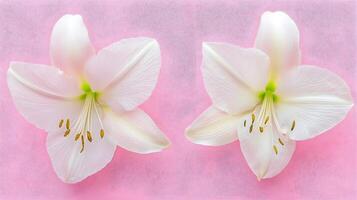 Delicate White Lily Flowers on Soft Pink Background for Decoration photo