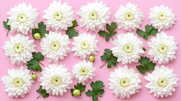 White Chrysanthemums Arrangement on Pink Background for Design photo