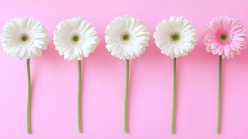 Arrangement of White and Pink Gerbera Daisies on Pink Background photo