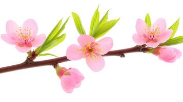 Delicate Pink Cherry Blossom Branch with Fresh Green Leaves photo