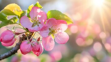 Delicate Pink Apple Blossoms Bathed in Warm Spring Sunshine photo