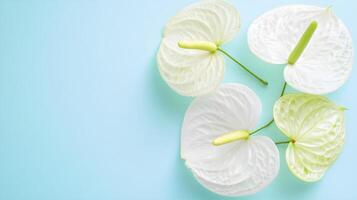 Elegant White Flowers on Soft Blue Background for Tranquil Vibes photo
